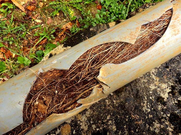 tree-rood-intrusion